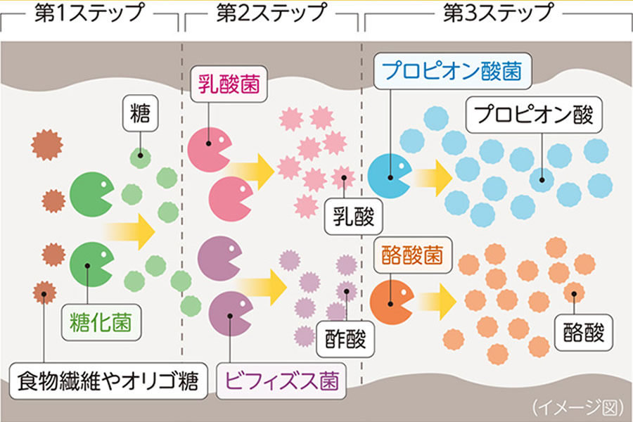 菌のリレー
