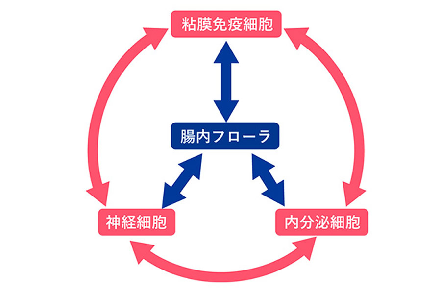腸内フローラと全身の恒常性の関係の図解