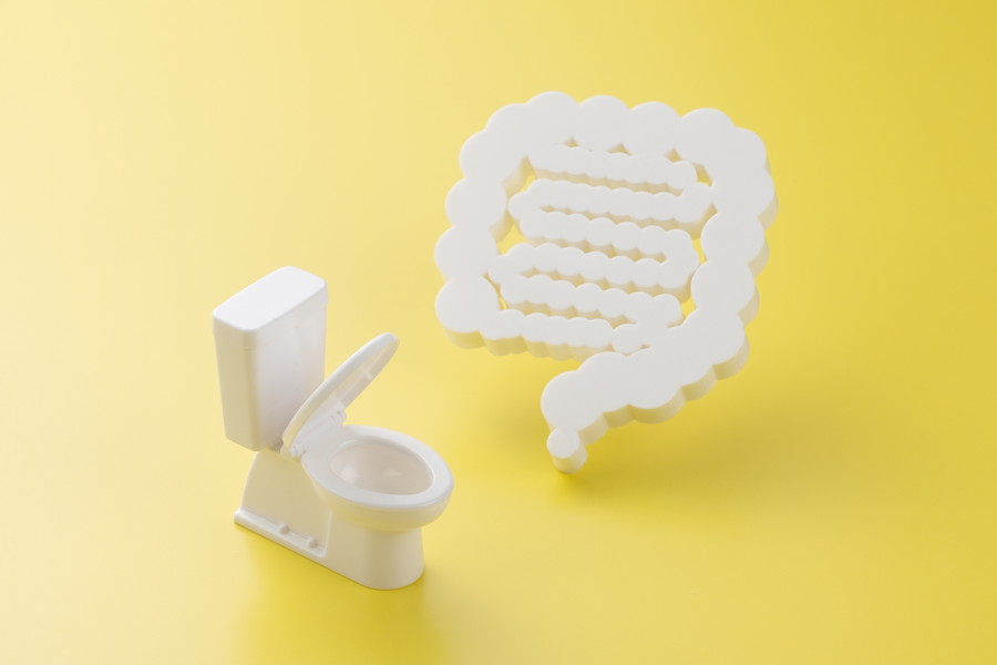 トイレと腸のイメージの模型