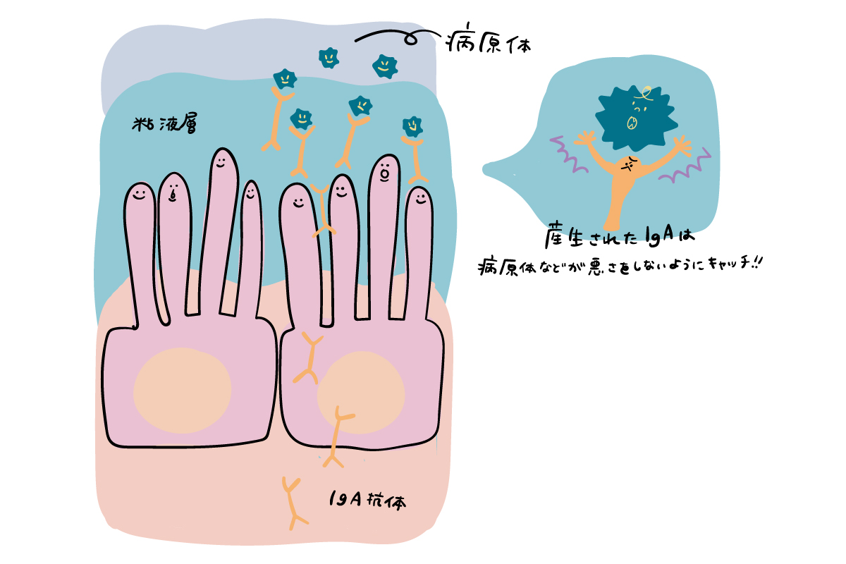 IgA抗体のはたらき