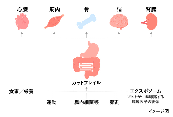 「ガットフレイル」とは