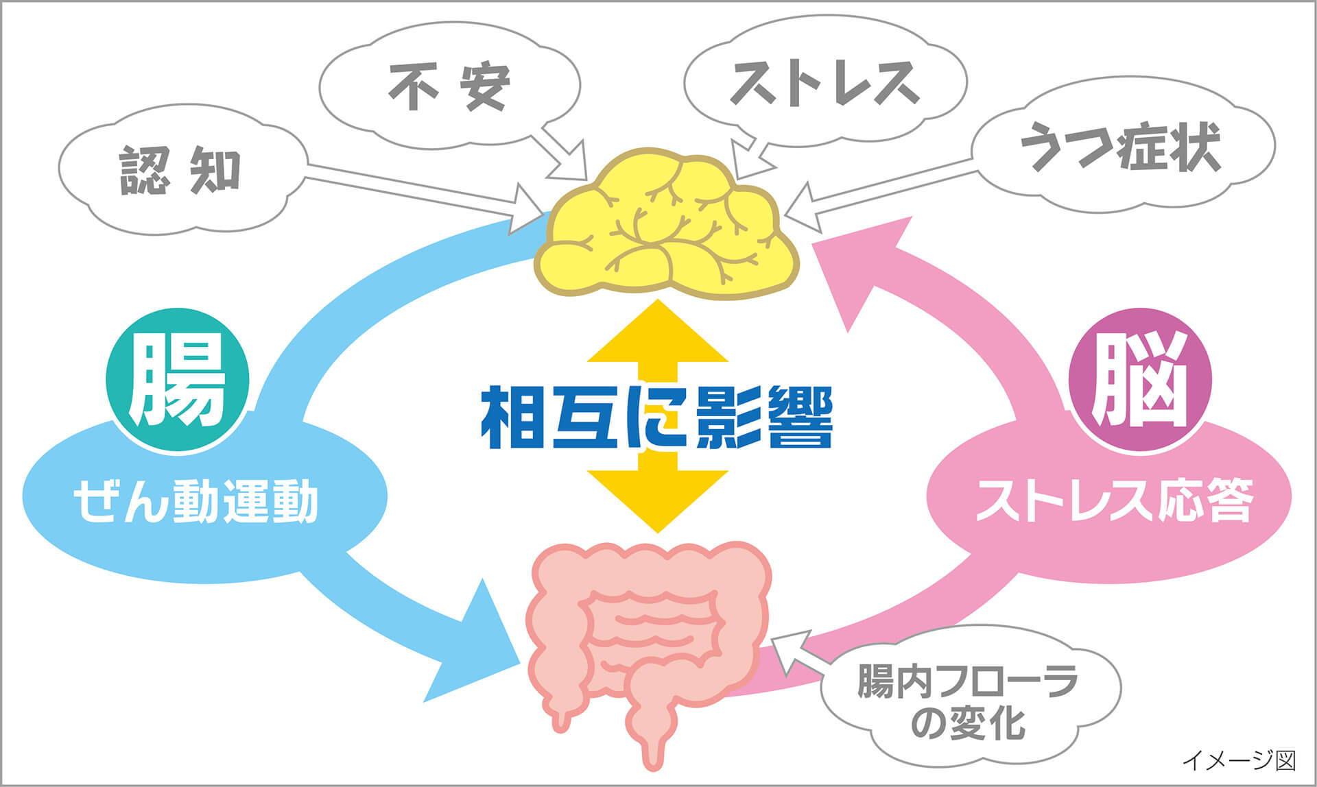 脳腸相関