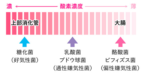 酸素濃度と腸内細菌の関係 （イメージ）