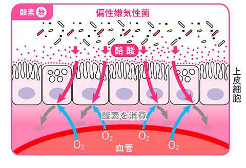 腸内フローラが健康な状態