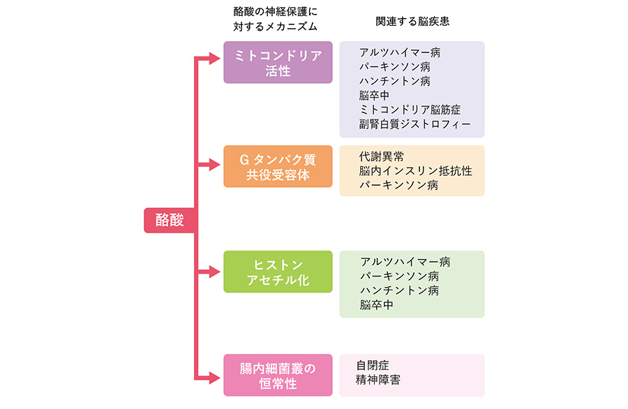 酪酸の神経保護作用と酪酸治療または高繊維食により改善の可能性があるとされる疾患